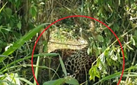 மஸ்கெலியா கிலென்டில் தோட்டத்தில் சிக்கிய சிறுத்தை!