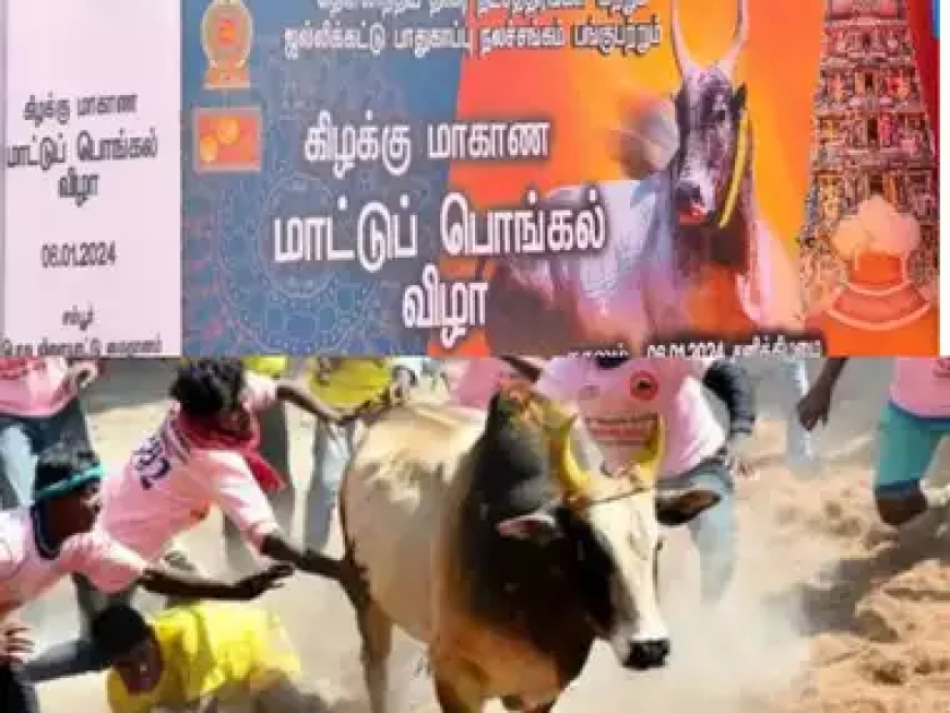 ஆளுநர் செந்தில் தலைமையில் நாளை திருமலையில் ஜல்லிக்கட்டு!