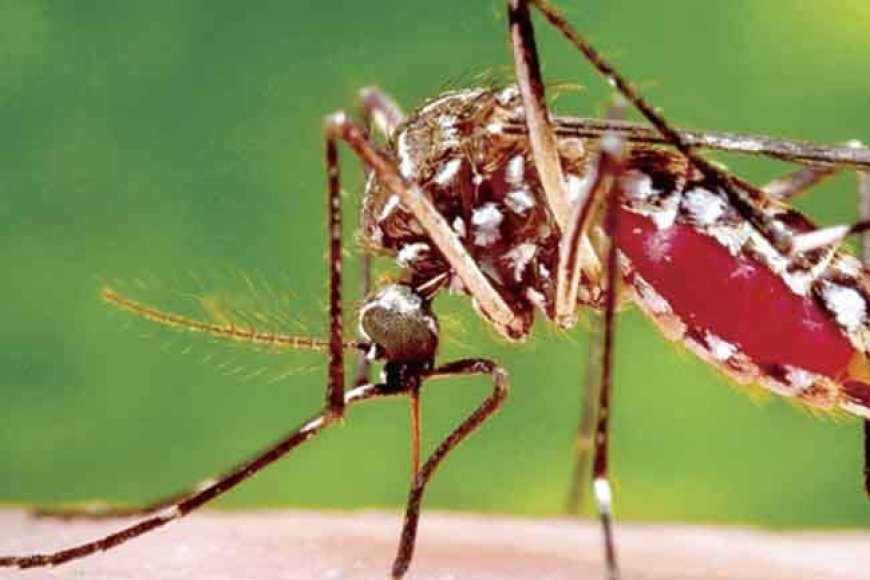 20 நாட்களில் டெங்கு நோயால் 3 பேர் பலி