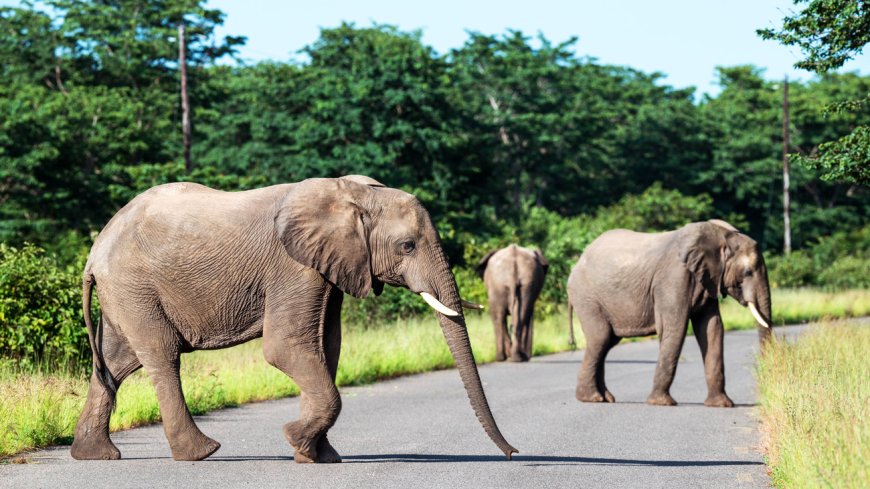 முல்லைத்தீவில் யானையின் தாக்குதலுக்கு இலக்காகி ஒருவர் உயிரிழப்பு!