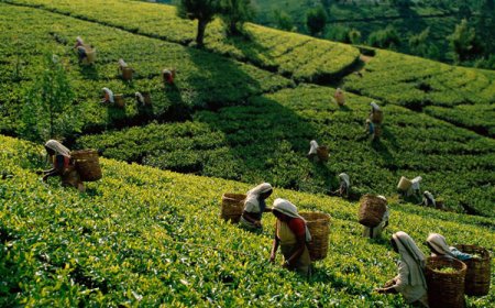 பெருந்தோட்ட மக்களுக்கு காணி உரிமை வழங்க நடவடிக்கை