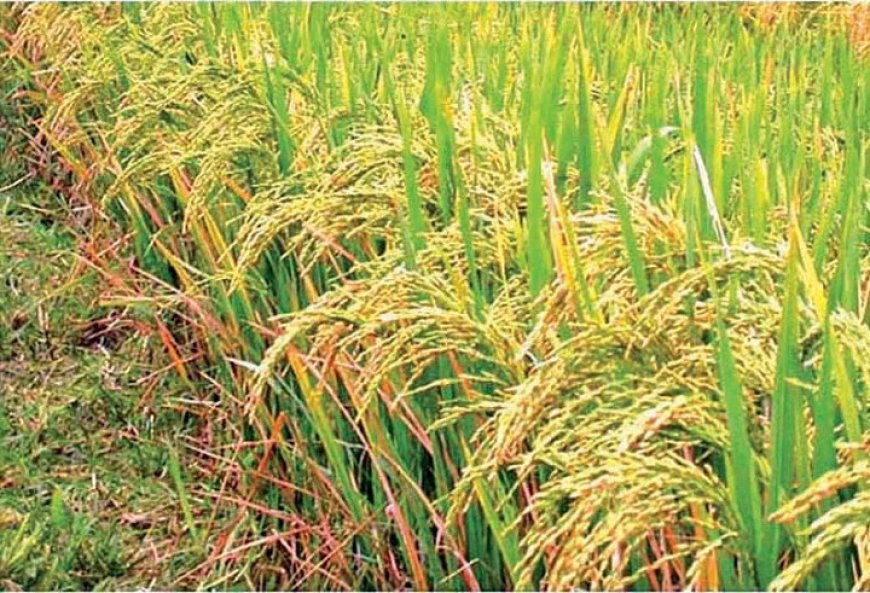 விவசாயிகளுக்கான உர மானியத்தை 25,000 ரூபா வரை அதிகரிக்க நடவடிக்கை