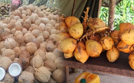 நாளுக்கு நாள் அதிகரிக்கும்  தேங்காய் மற்றும் இளநீர் விலை