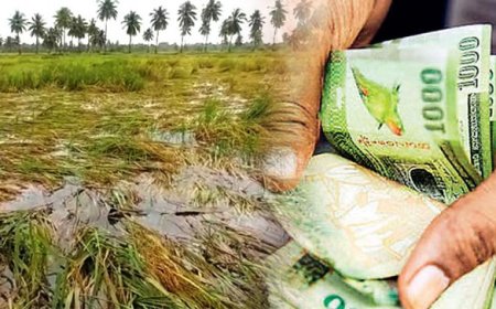 சீரற்ற காலநிலையால் பாதிக்கப்பட்ட விவசாயிகளுக்கு இழப்பீடு!