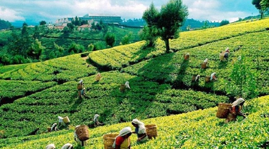 பெருந்தோட்டங்களில் தரிசு நிலங்கள் - அரசாங்கம் அதிரடி அறிவிப்பு