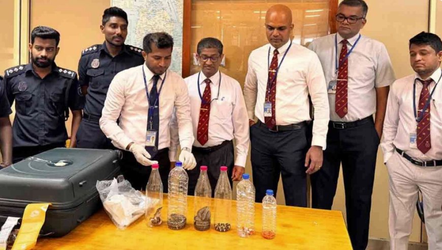 சட்டவிரோத பாம்புகளுடன் சிக்கிய பெண்